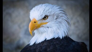 hancock bird